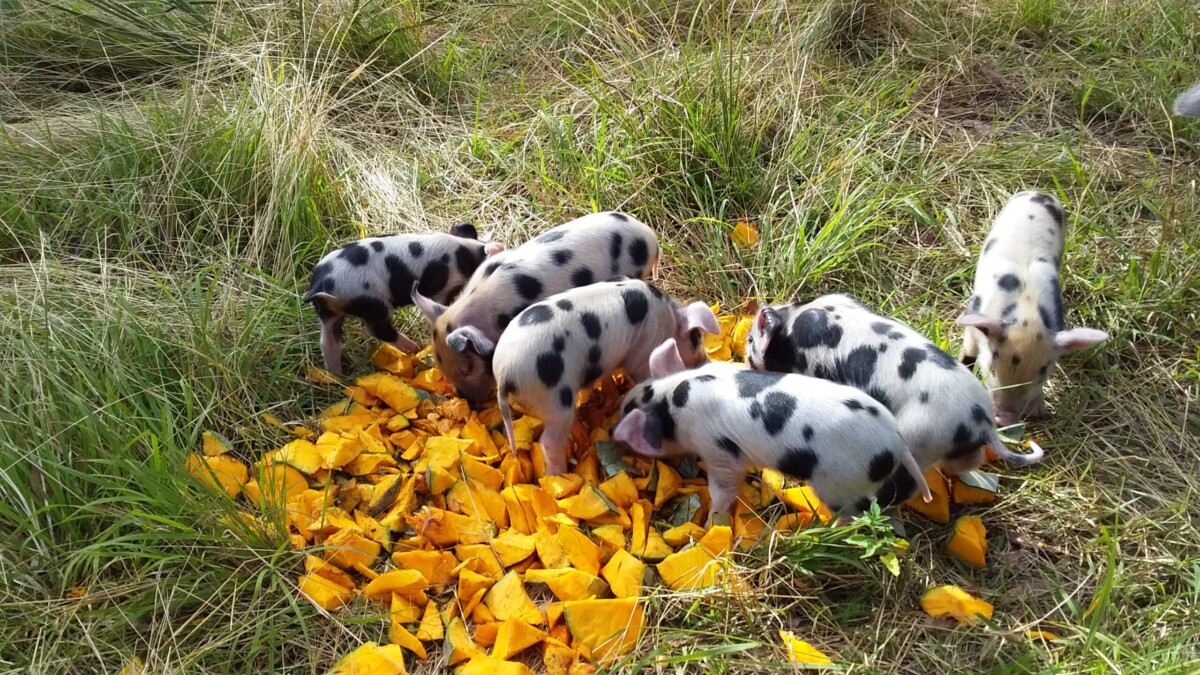 Le Bon Terroir D’Emj – Creating Wildlife Refuges & Producing Award-Winning Pork